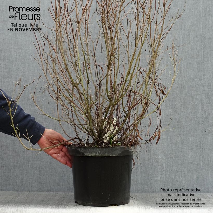 Clethra alnifolia Hummingbird 7.5L/10L pot sample as delivered in autumn
