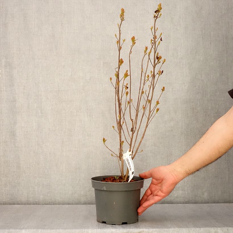 Clethra alnifolia Pink Spire - Sweet pepperbush 3L/4L pot sample as delivered in spring