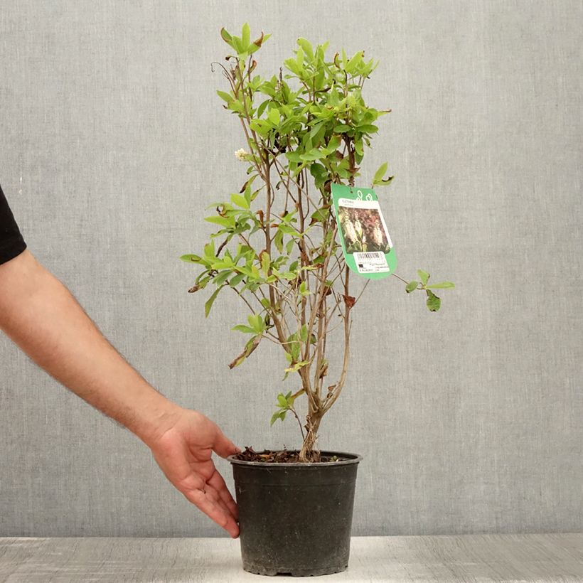 Clethra alnifolia 3L/4L pot sample as delivered in summer