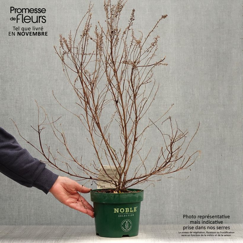 Clethra alnifolia Sixteen Candles 2L/3L pot sample as delivered in autumn