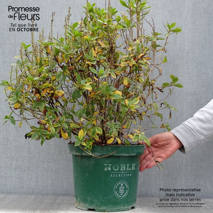 Clethra alnifolia Sixteen Candles 7.5L/10L pot sample as delivered in autumn