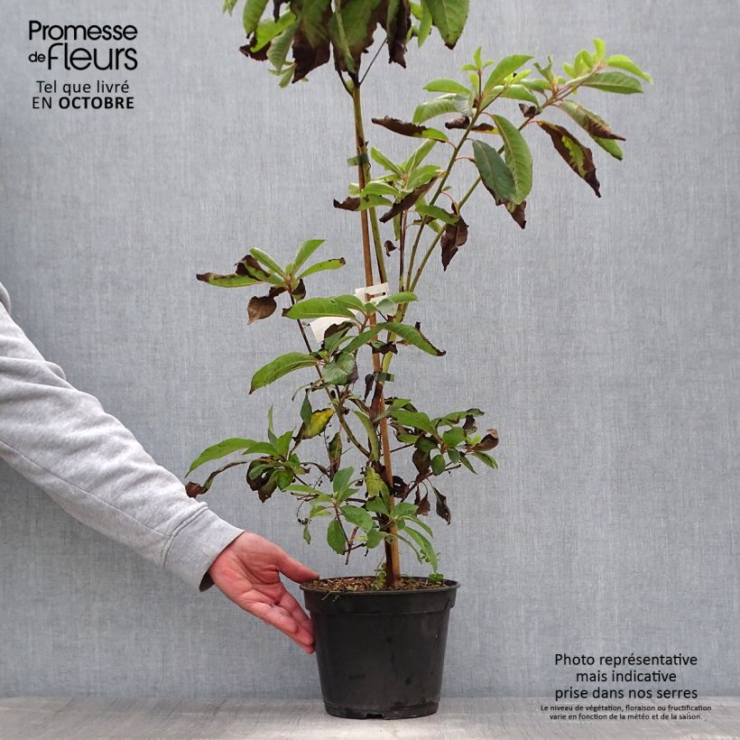 Clethra barbinervis Great Star Minbarb 4L/5L pot sample as delivered in autumn