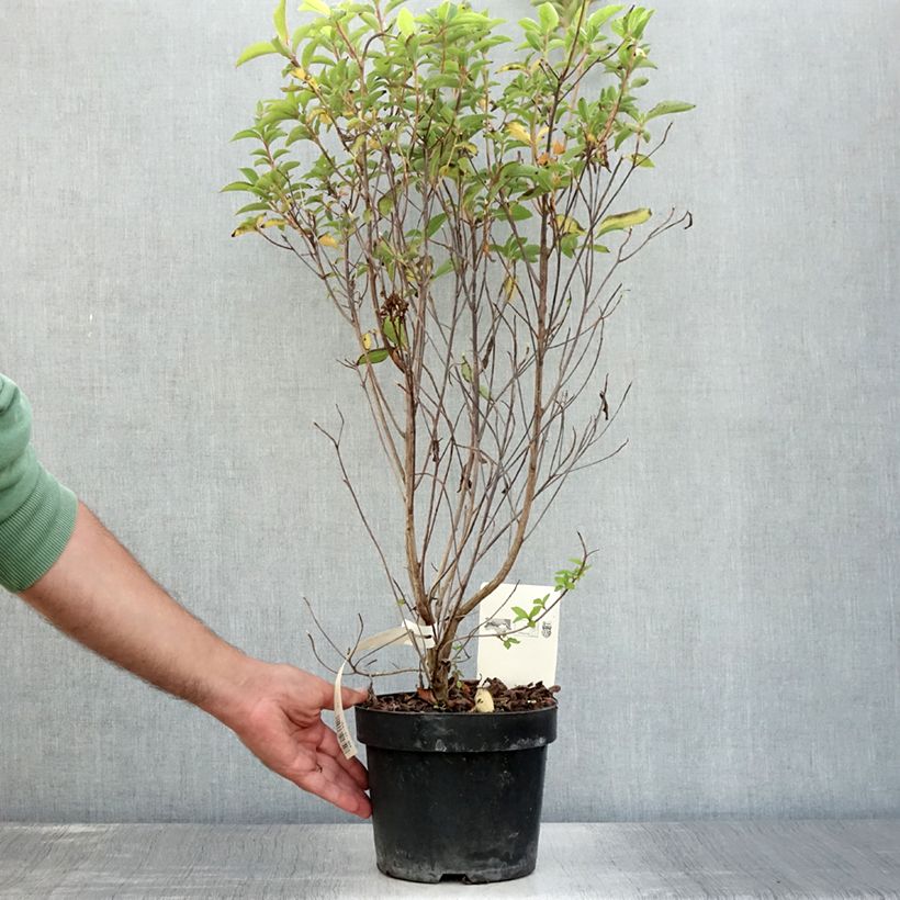Clethra barbinervis Pot de 3L/4L sample as delivered in summer