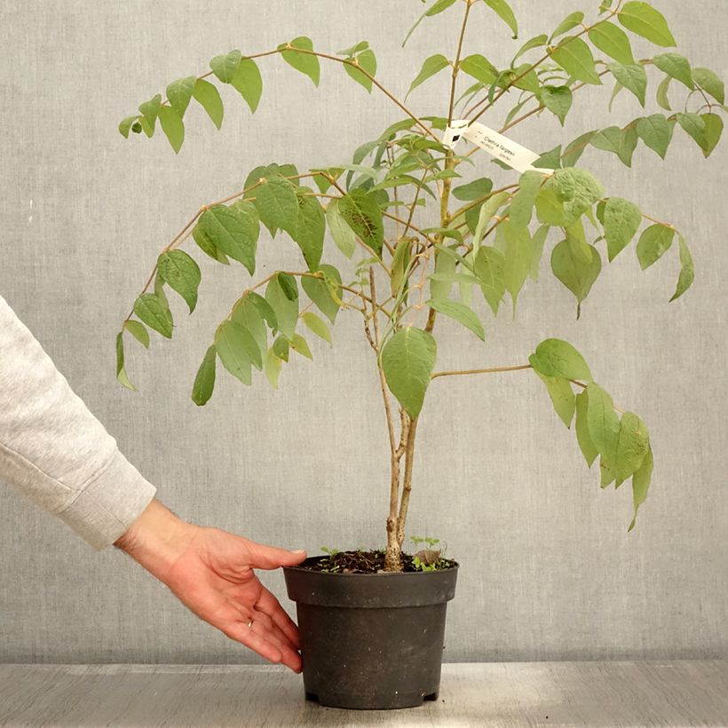 Clethra fargesii 2L/3L pot sample as delivered in autumn