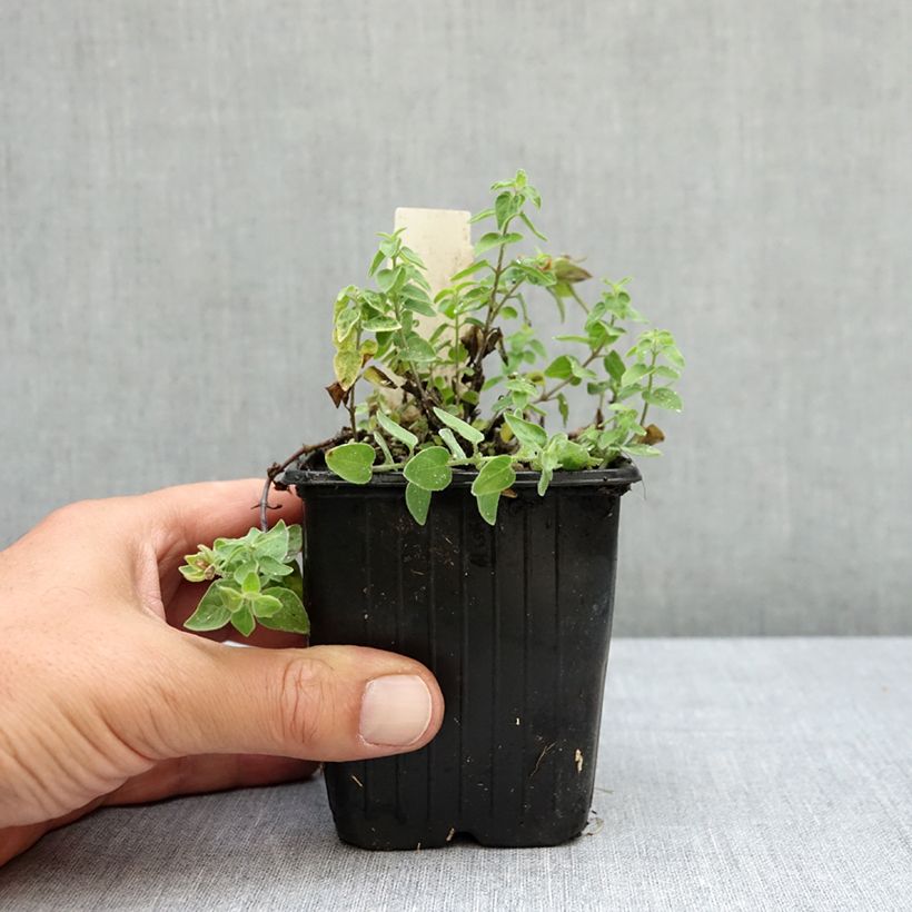 Codonopsis clematidea 8/9 cm pot sample as delivered in summer