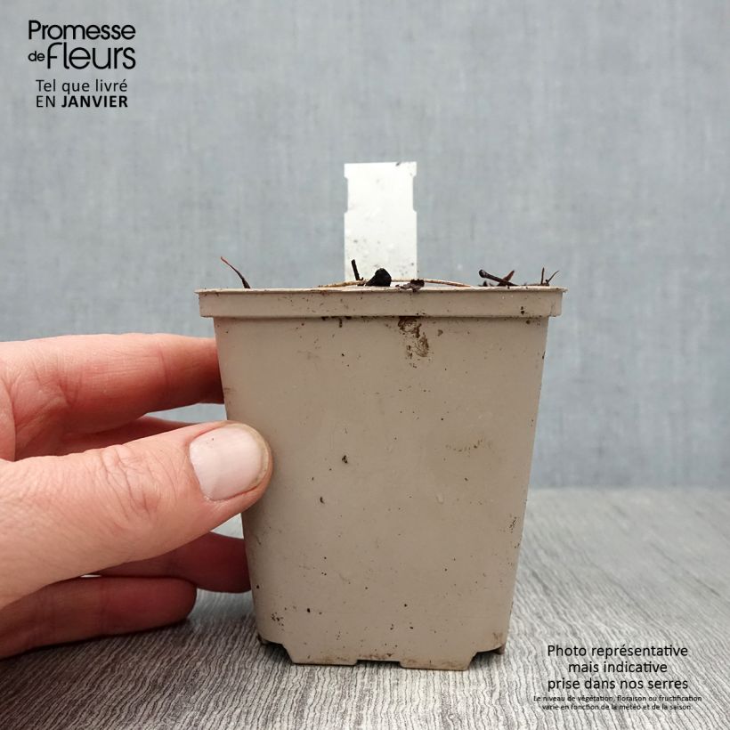 Dicentra spectabilis Ruby Gold 8/9 cm pot sample as delivered in winter