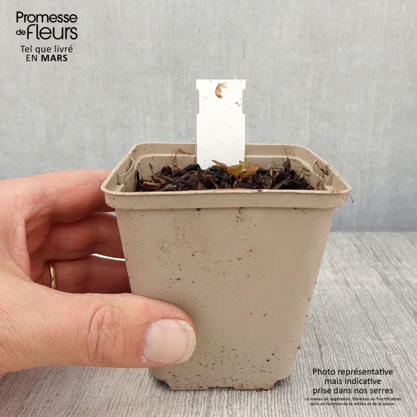 Dicentra spectabilis Ruby Gold 8/9 cm pot sample as delivered in spring