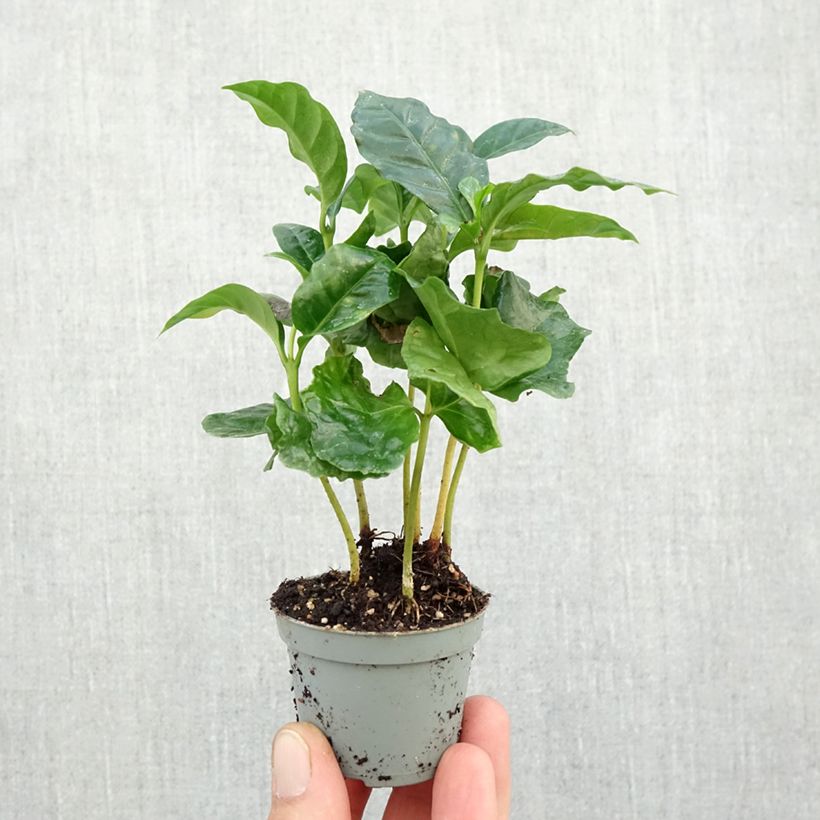 Coffea arabica  Mini-plante sample as delivered in autumn