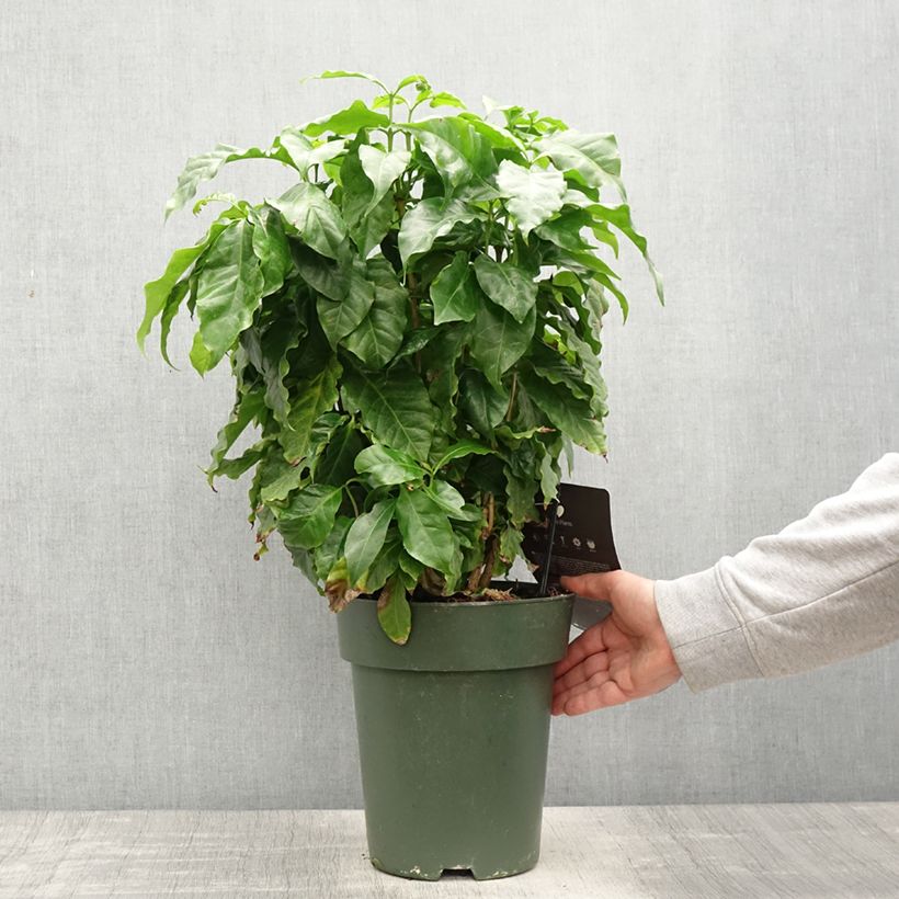 Coffea arabica  6L/7L pot sample as delivered in spring