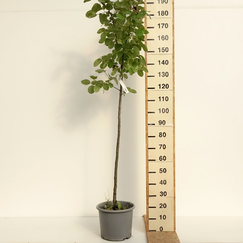 Quince Aromatnaya - Cydonia oblonga 7.5L/10L pot sample as delivered in summer