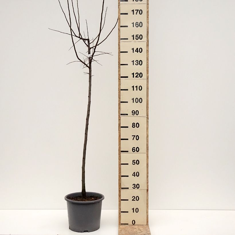 Quince Aromatnaya - Cydonia oblonga 7.5L/10L pot sample as delivered in winter