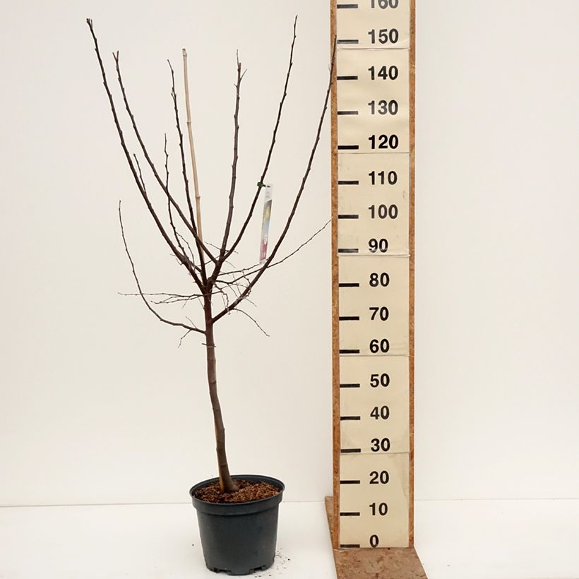 Quince Champion - Cydonia oblonga 7.5L/10L pot, Goblet sample as delivered in winter