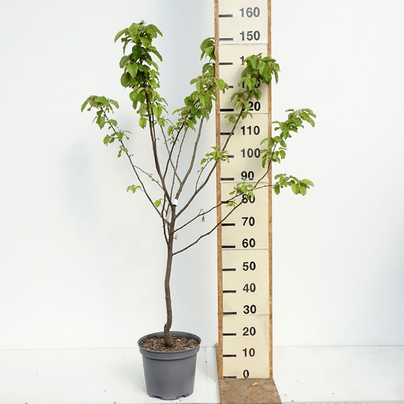 Quince Champion - Cydonia oblonga 7.5L/10L pot, Goblet sample as delivered in spring