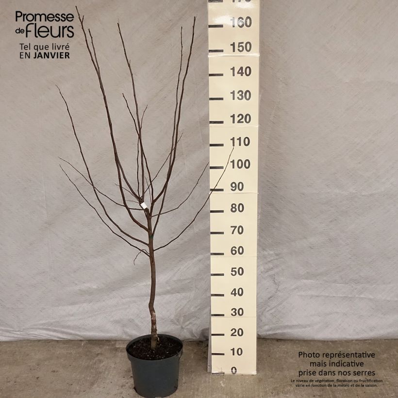 Common Quince Leskovac- Cydonia oblonga 7.5L/10L pot sample as delivered in winter