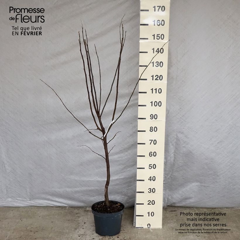 Common Quince Vranja - Cydonia oblonga 7.5L/10L pot sample as delivered in winter