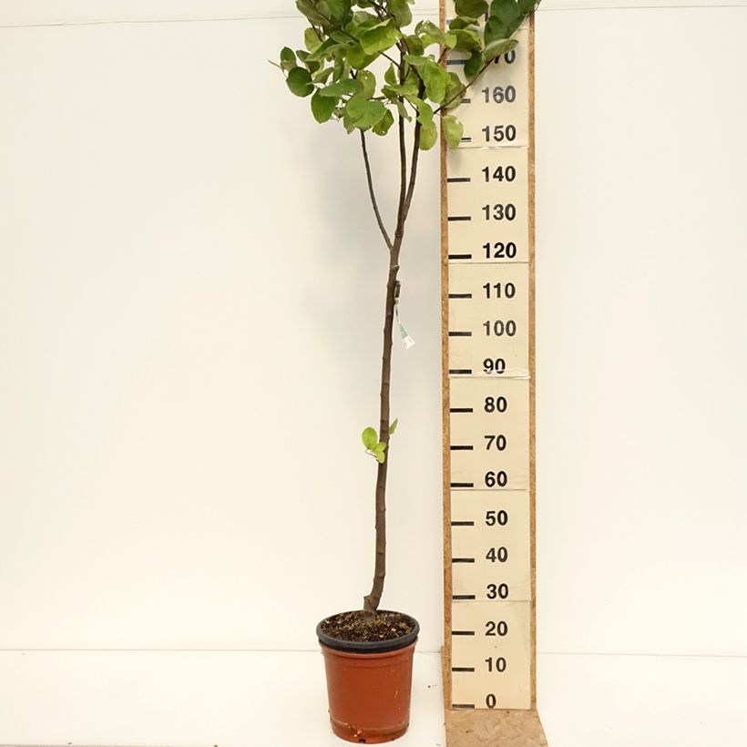 Common Quince Vranja - Cydonia oblonga 7.5L/10L pot sample as delivered in summer