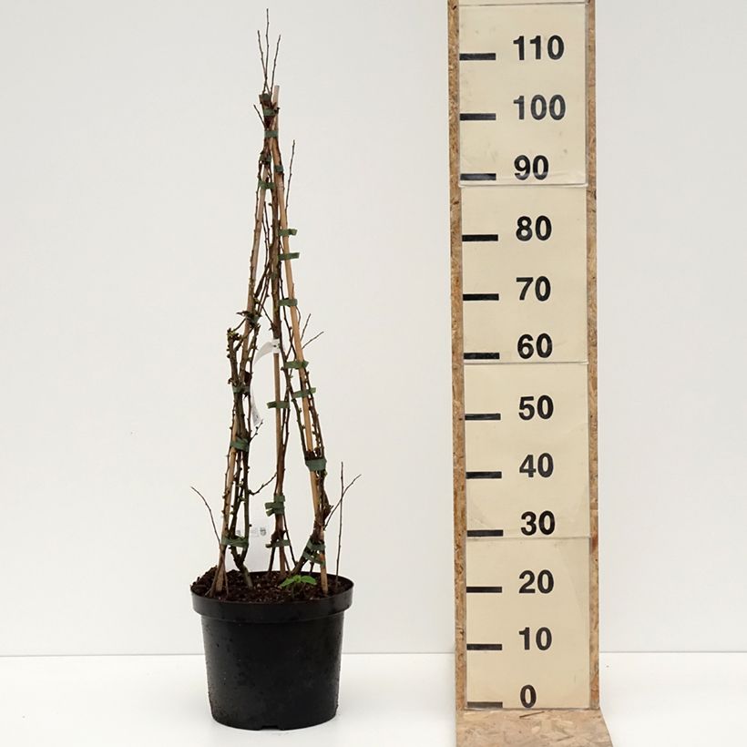 Chaenomeles superba Cameo - Flowering Quince 7.5L/10L pot sample as delivered in winter