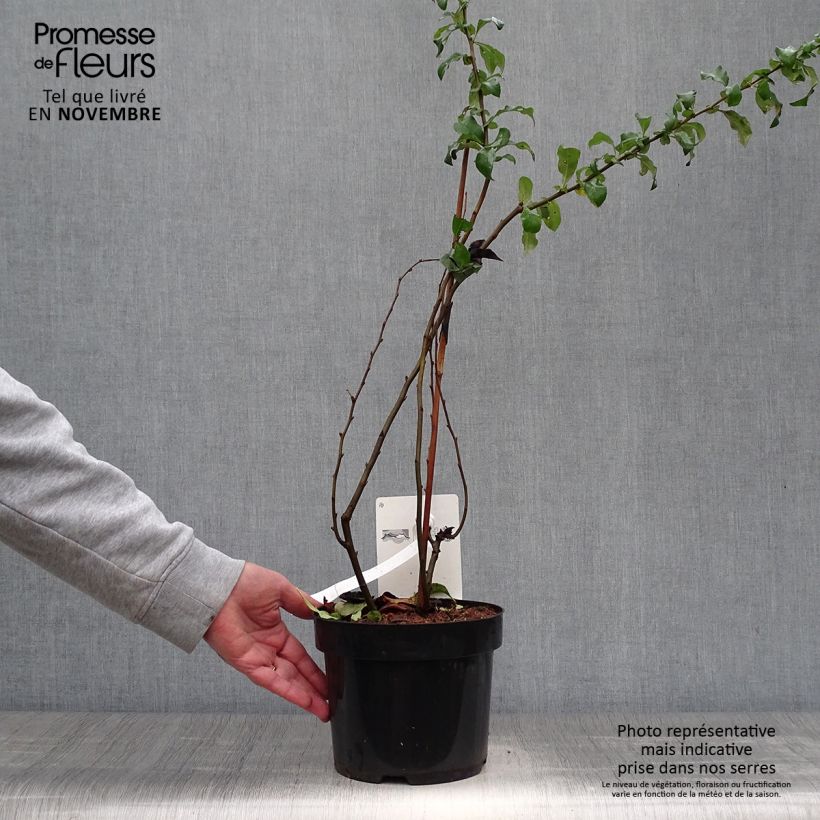 Chaenomeles superba Cameo - Flowering Quince 3L/4L pot sample as delivered in autumn