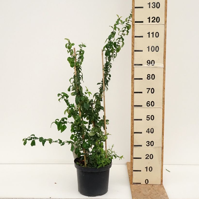 Chaenomeles superba Cameo - Flowering Quince 7.5L/10L pot sample as delivered in summer