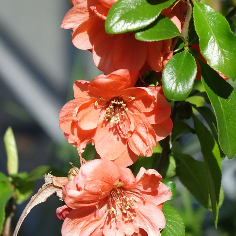 Chaenomeles superba Cameo - Flowering Quince (Flowering)