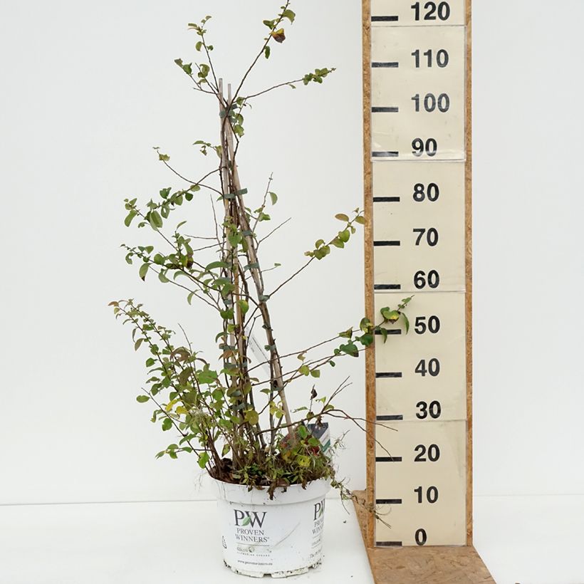 Chaenomeles speciosa Mango Storm - Flowering Quince 7.5L/10L pot sample as delivered in autumn