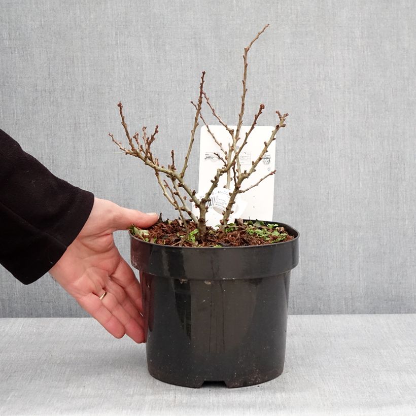 Chaenomeles speciosa Red Kimono Ainoomoi - Flowering Quince 4L/5L pot sample as delivered in winter