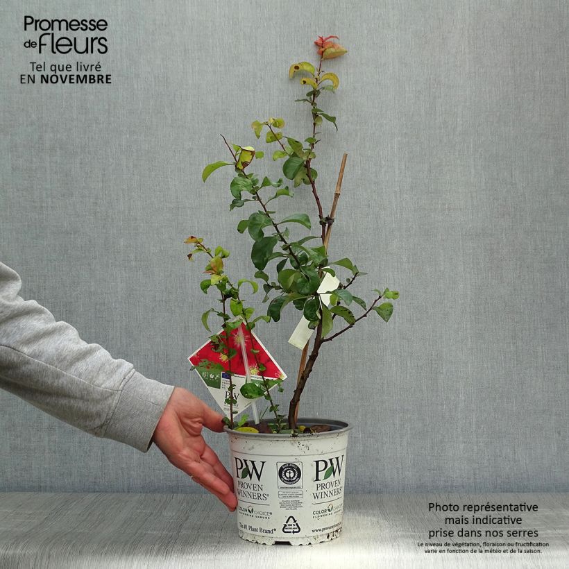 Chaenomeles speciosa Scarlet Storm - Flowering Quince 3L/4L pot sample as delivered in autumn