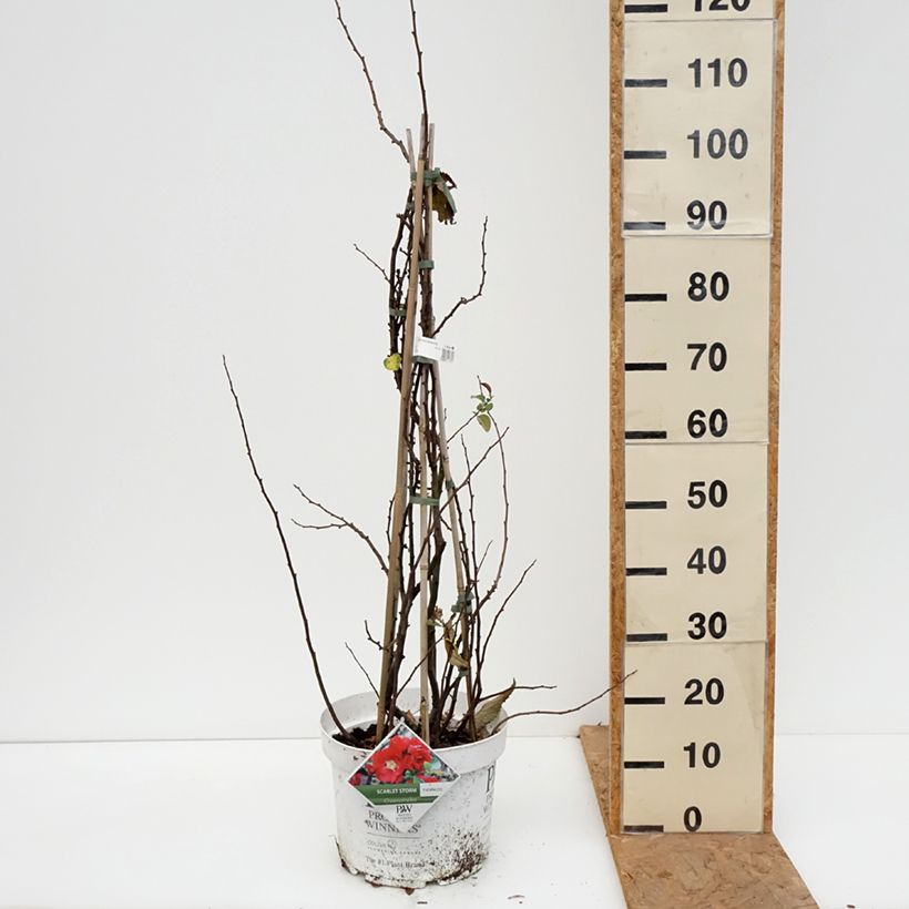 Chaenomeles speciosa Scarlet Storm - Flowering Quince 7.5L/10L pot sample as delivered in autumn