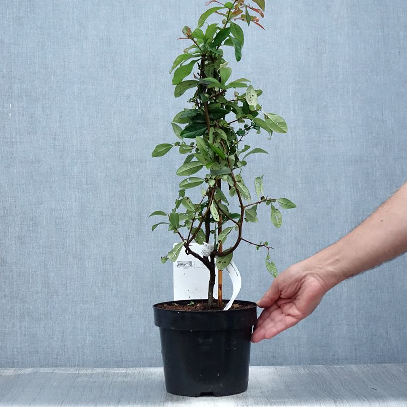 Chaenomeles speciosa Toyo-Nishiki - Flowering Quince 2L/3L pot sample as delivered in summer