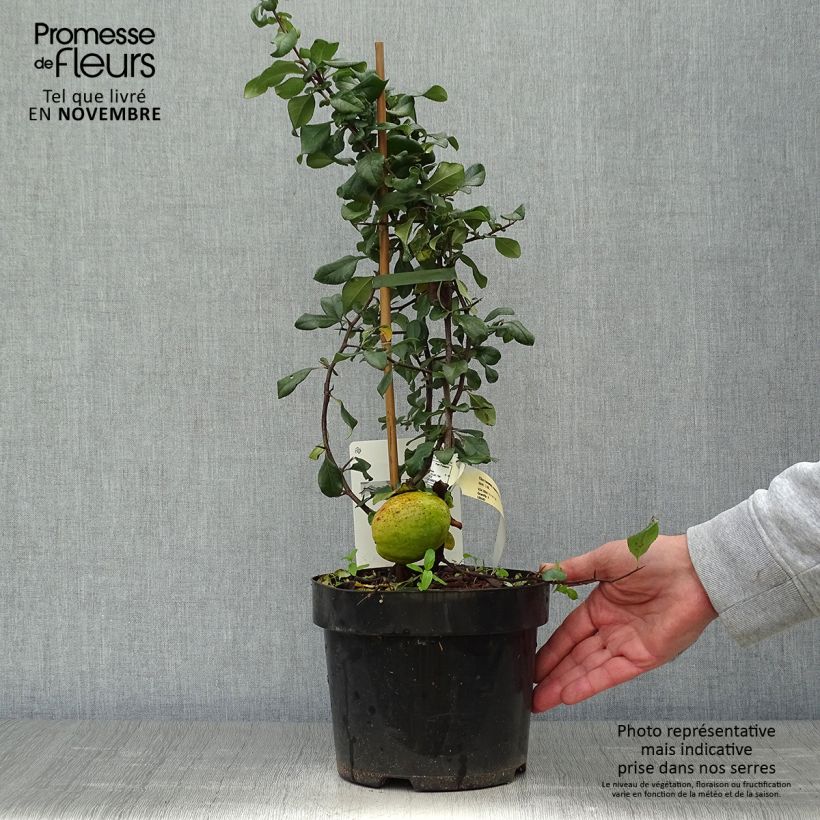 Chaenomeles superba Elly Mossel - Flowering Quince 2L/3L pot sample as delivered in autumn