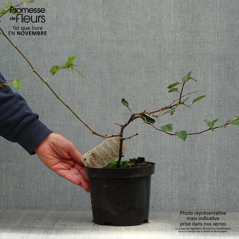 Chaenomeles superba Etna - Flowering Quince 2L/3L pot sample as delivered in autumn