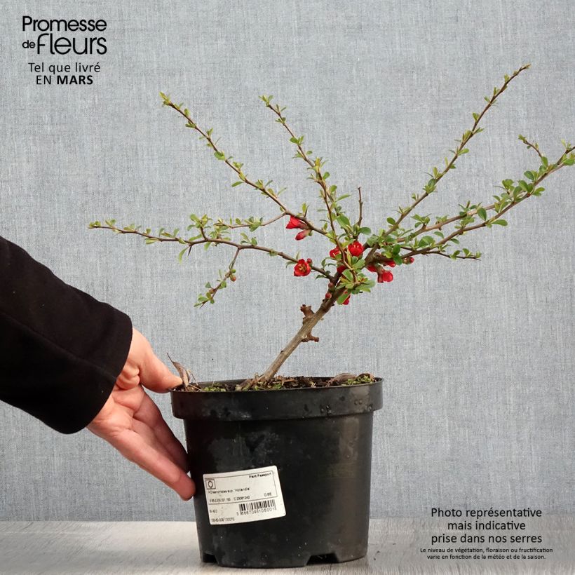 Chaenomeles superba Hollandia - Flowering Quince 2L/3L pot sample as delivered in spring