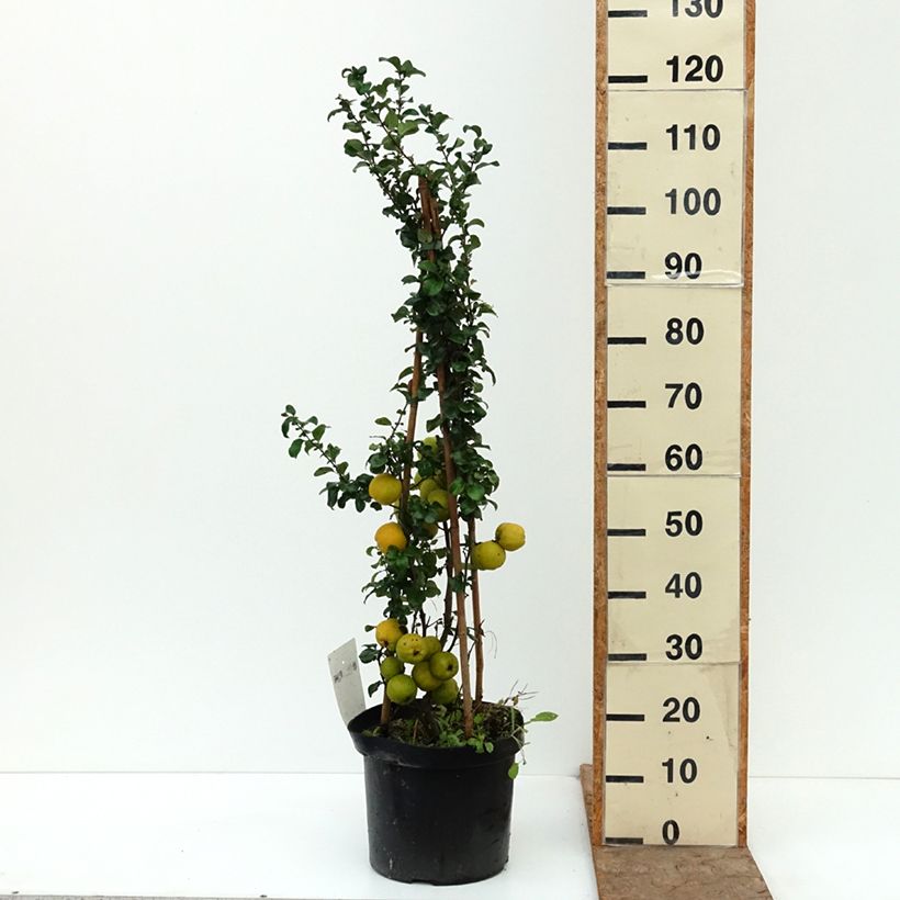 Chaenomeles superba Salmon Horizon - Flowering Quince 7.5L/10L pot sample as delivered in autumn