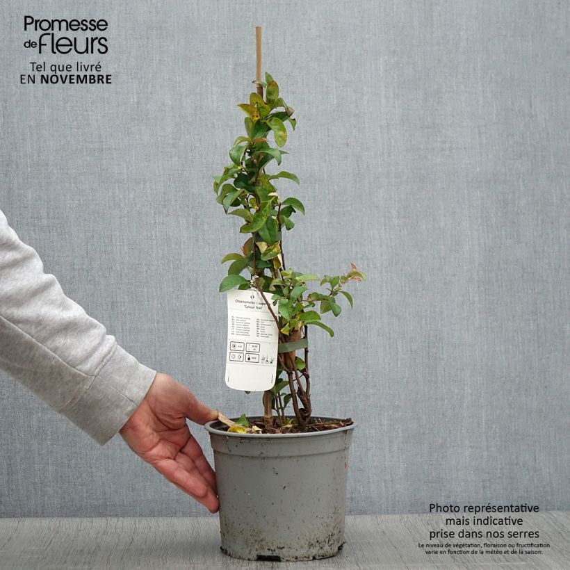 Chaenomeles superba Colour Trail - Flowering Quince 3L/4L pot sample as delivered in autumn