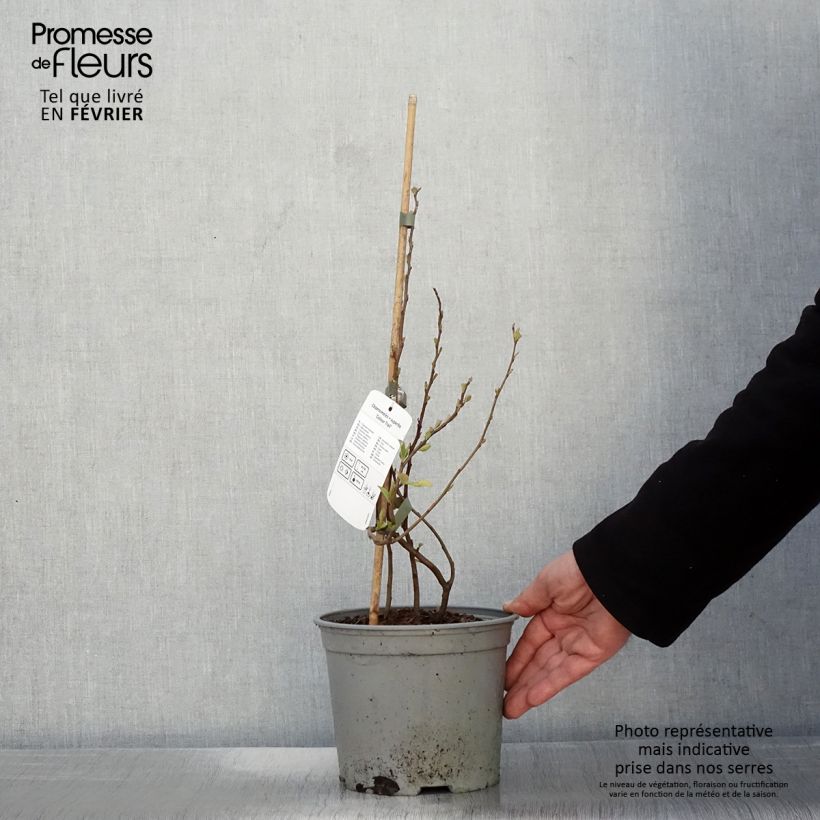 Chaenomeles superba Colour Trail - Flowering Quince 3L/4L pot sample as delivered in winter