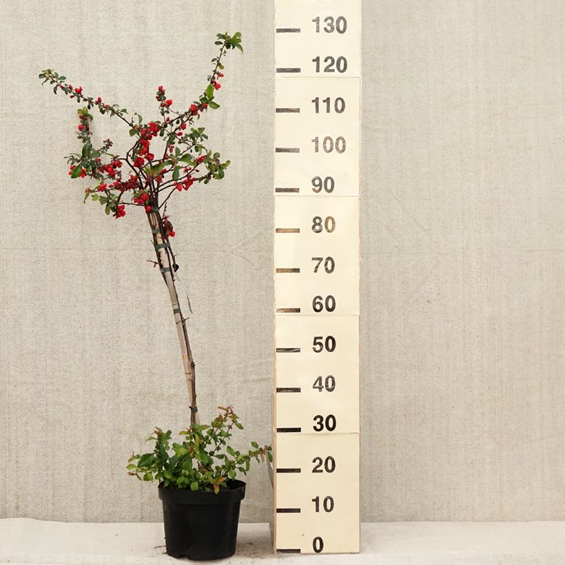 Chaenomeles superba Colour Trail - Flowering Quince 3L/4L pot sample as delivered in spring