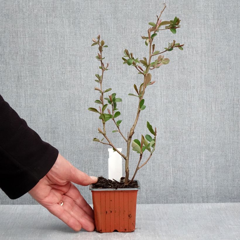 Chaenomeles speciosa Fire dance - Flowering Quince 8/9 cm pot sample as delivered in spring