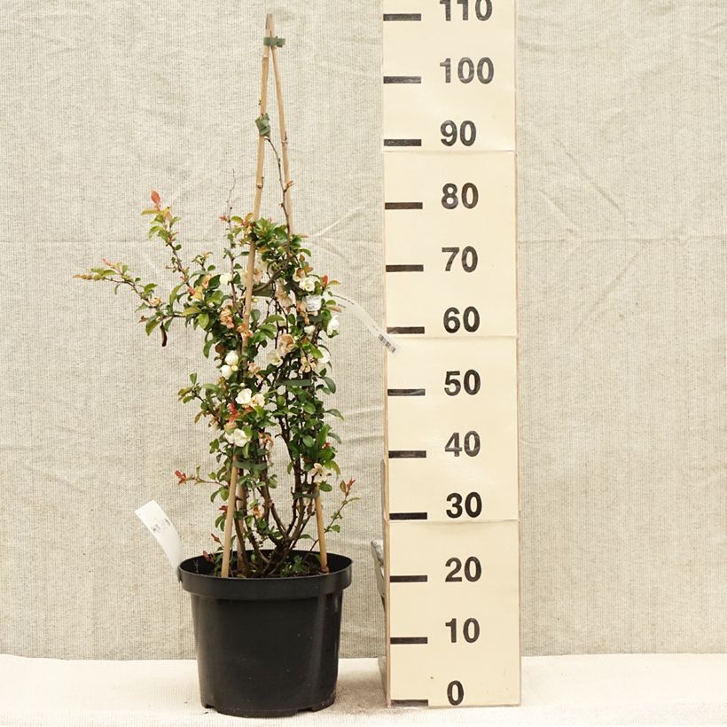 Chaenomeles superba Jet Trail - Flowering Quince 7.5L/10L pot sample as delivered in spring