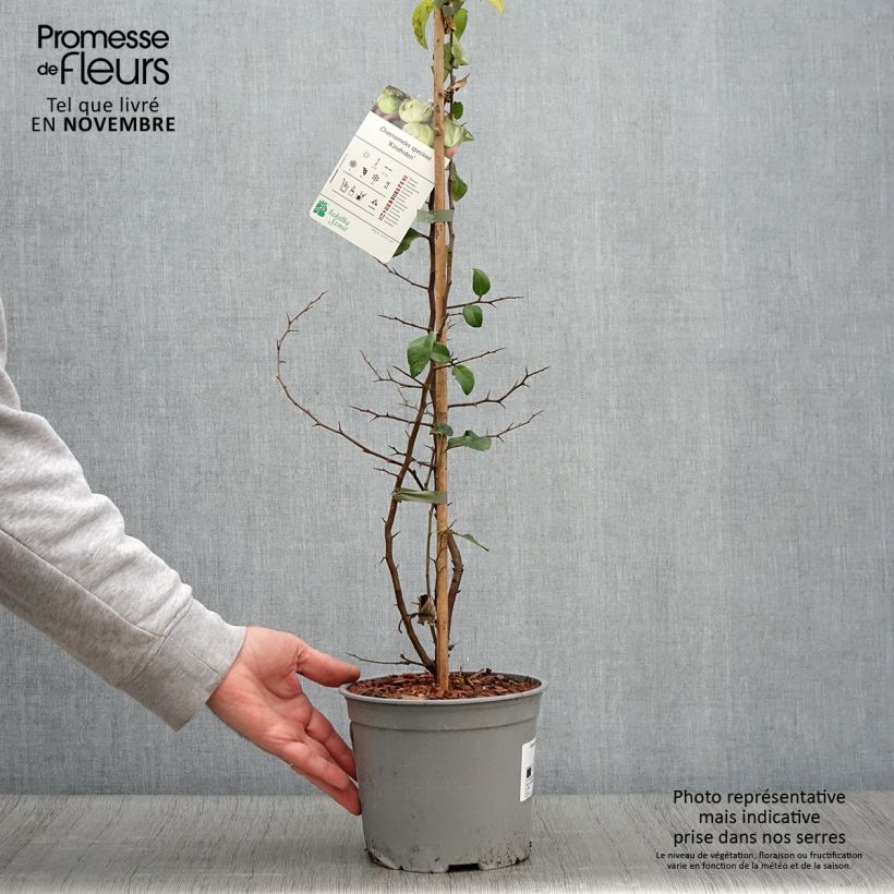 Chaenomeles speciosa Kinshiden - Flowering Quince 3L/4L pot sample as delivered in autumn