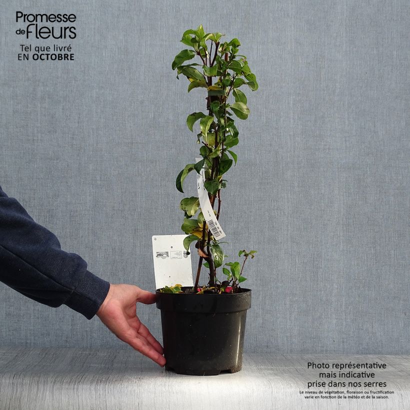 Chaenomeles superba Pink Lady - Flowering Quince 2L/3L pot sample as delivered in autumn