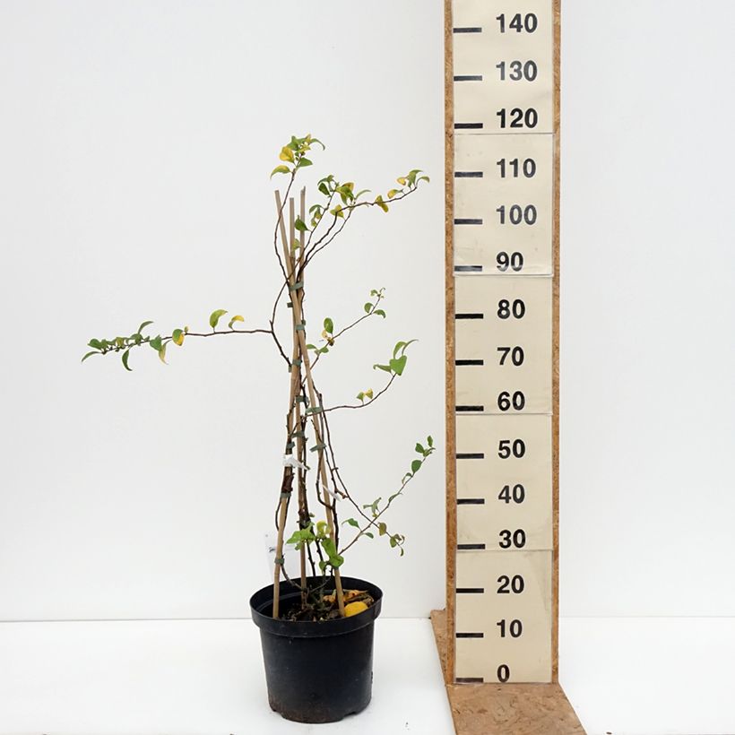 Chaenomeles superba Pink Lady - Flowering Quince 7.5L/10L pot sample as delivered in autumn