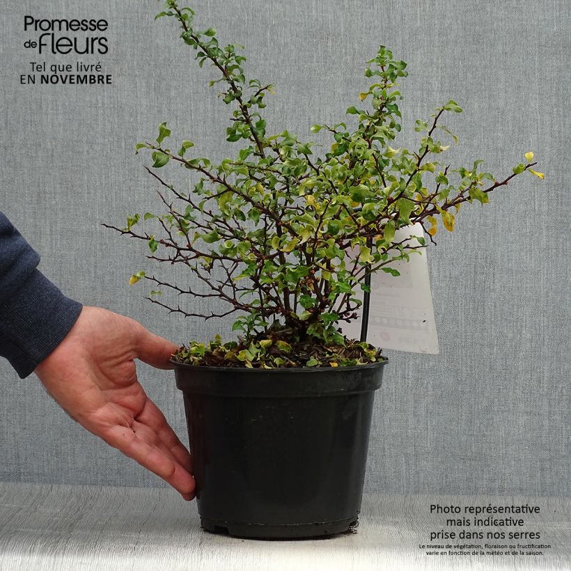 Chaenomeles superba Red Joy - Flowering Quince 2L/3L pot sample as delivered in autumn
