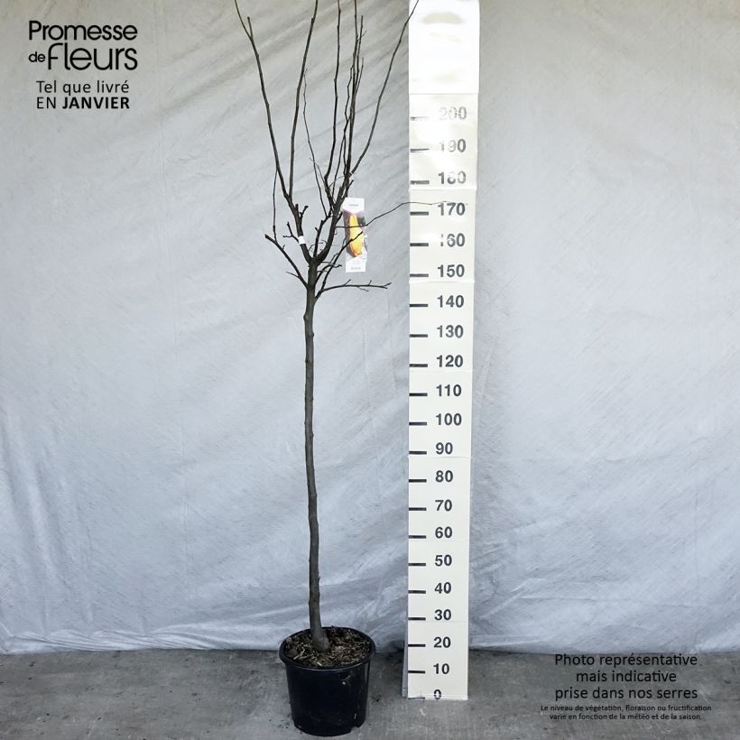 Cydonia oblonga Vranja 7.5L/10L pot, Half standard sample as delivered in winter