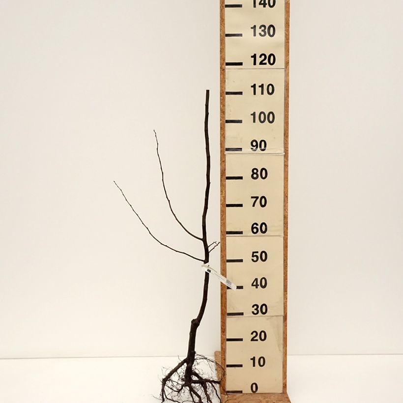 Organic Quince Portugal - Cydonia oblonga Bare root, Scion sample as delivered in winter