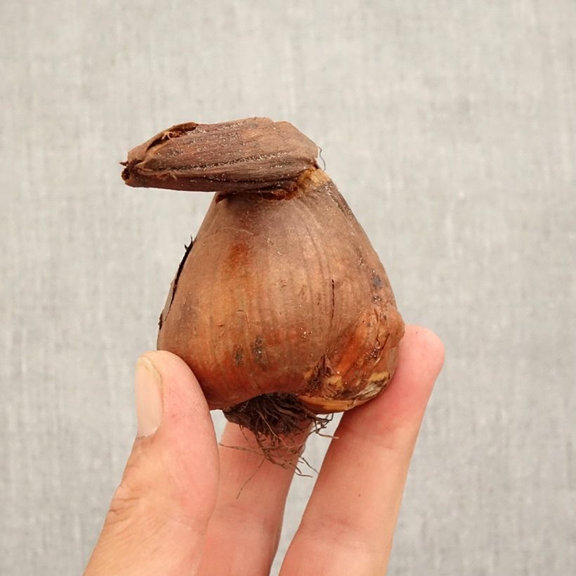 Colchicum speciosum Giganteum Bulb size 18/20 sample as delivered in autumn