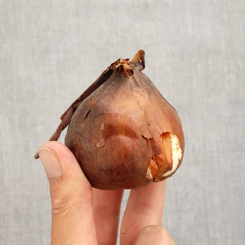 Colchicum Autumnale Major - Autumn crocus Bulb size 20+ sample as delivered in autumn