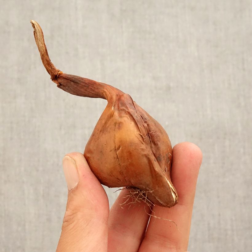 Colchicum automnale Waterlily Bulb size 14+ sample as delivered in autumn