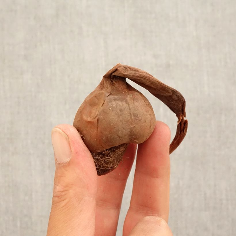 Colchicum macrophyllum - Autumn crocus Bulb size 13+ sample as delivered in autumn