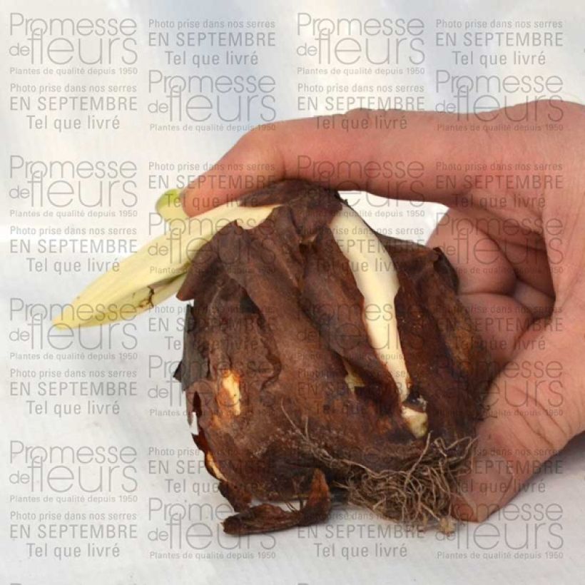 Example of Colchicum speciosum Atrorubens - Autumn crocus Bulb size 18+ specimen as delivered