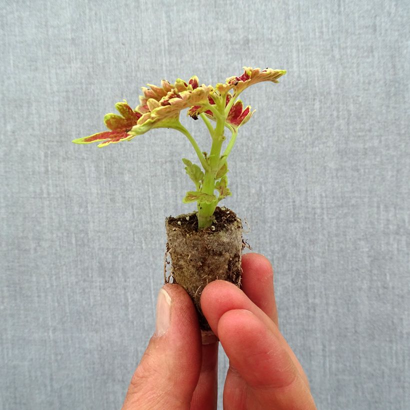 Solenostemon Limewire Plug plant 3/4cm sample as delivered in spring